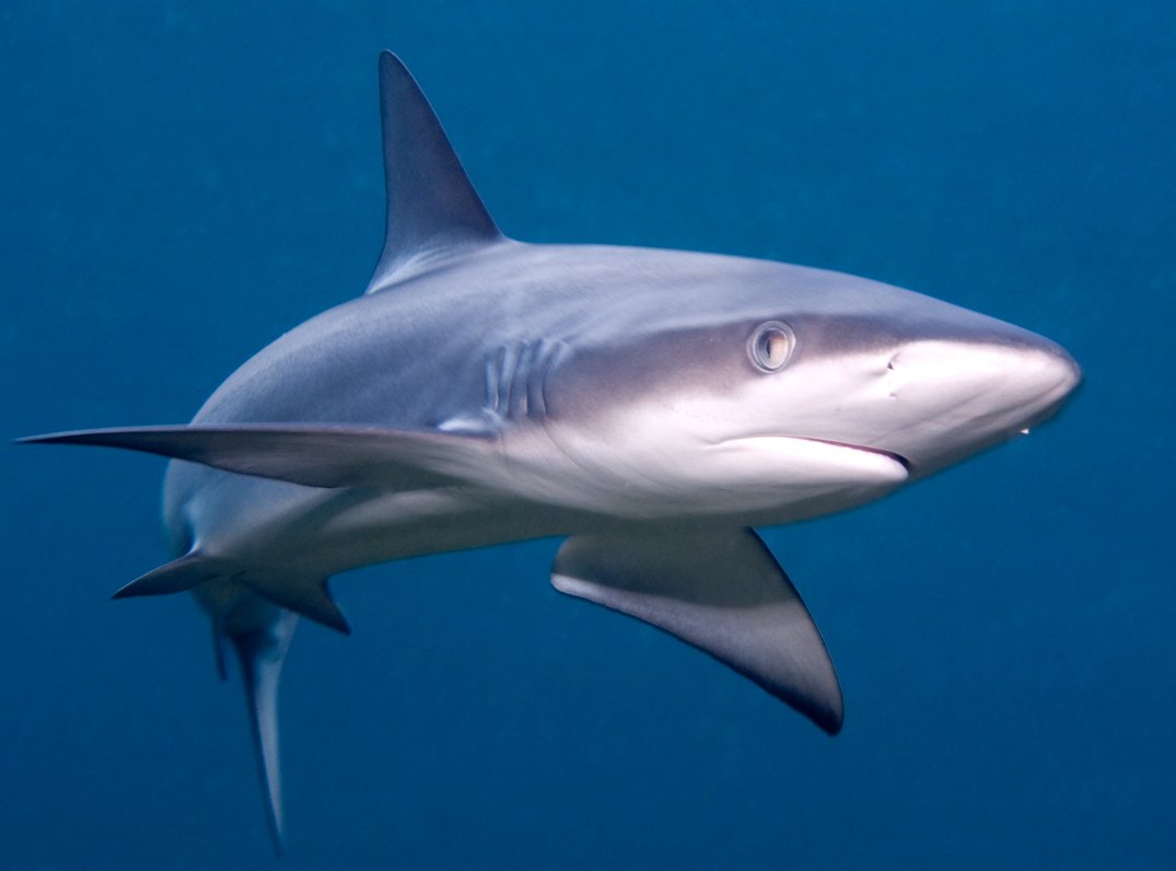 галапагосская акула